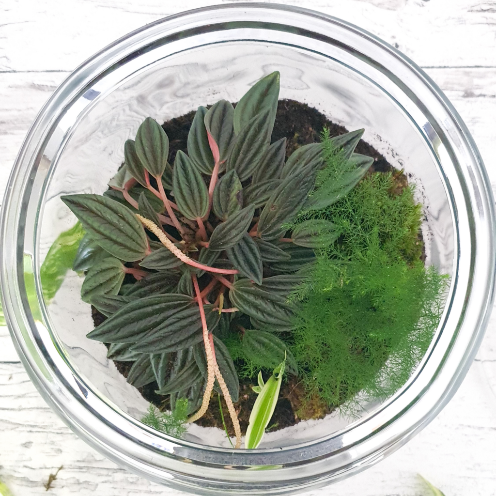 DIY Flaschengarten anlegen — Scandify Your Life